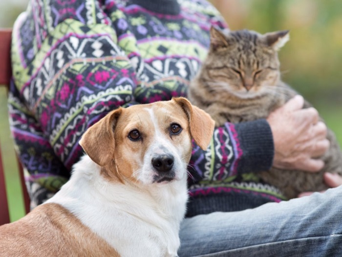 پیام های بهداشتی بیماری های مشترک بین انسان و حیوان های خانگی(سگ و گربه)