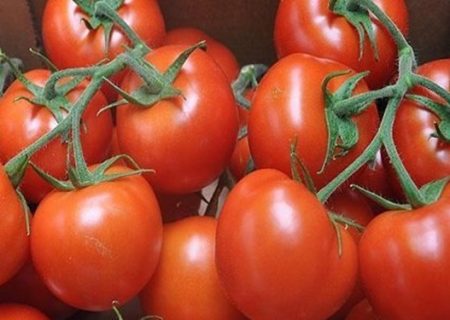 آغاز توزیع گوجه فرنگی جنوب در میادین کیلویی ۱۱ هزار تومان