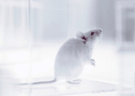 اولین موش جهان با سیستم ایمنی انسانی ساخته شد