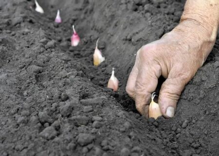 ۱۰ محصول کم‌آب‌بر و پربازده